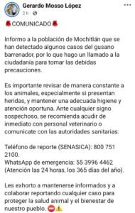 Informa alcalde de Mochitlán sobre la detección de casos de gusano barrenador