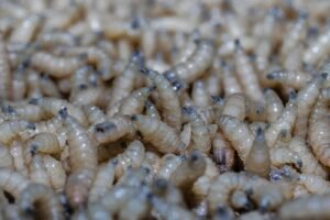 Refuerzan en Guerrero estrategia biológica contra el gusano barrenador; liberan 96 millones de insectos estériles