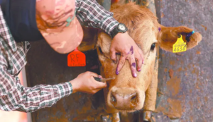 Senasica reporta 829 casos de gusano barrenador; Guerrero ocupa cuarto lugar nacional