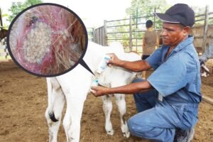 Asegura Evencio Romero que hay más de 3 mil cabezas de ganado afectadas por gusano barrenador en Guerrero