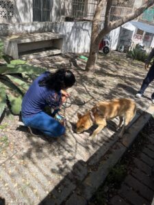 Resguardan a perrita tras reporte ciudadano en Chilpancingo