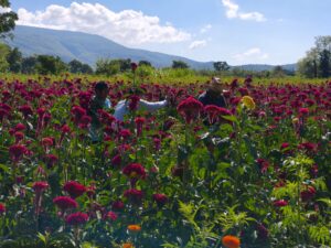 Floricultores de Tixtla alistan la venta de cempasúchil y terciopelo para Día de Muertos; esperan recuperarse de la sequía